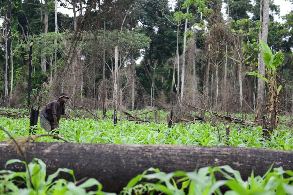 LE CONGO FAIT ADOPTER À L’ONU UNE DÉCENNIE MONDIALE DU REBOISEMENT DURABLE