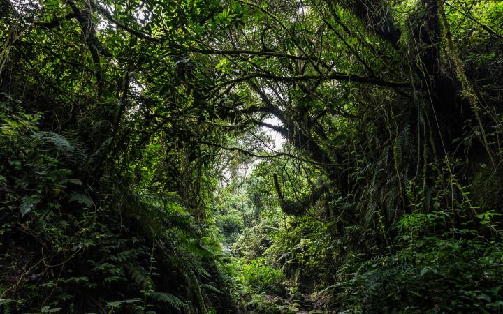 PLUS DE 500 000 KM² DE FORÊT DU BASSIN DU CONGO MENACÉS D’ICI 2050