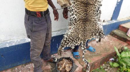 DEUX TRAFICANTS DE FAUNE SAUVAGE ÉCOPENT DE DEUX ANS DE PRISON À OWANDO