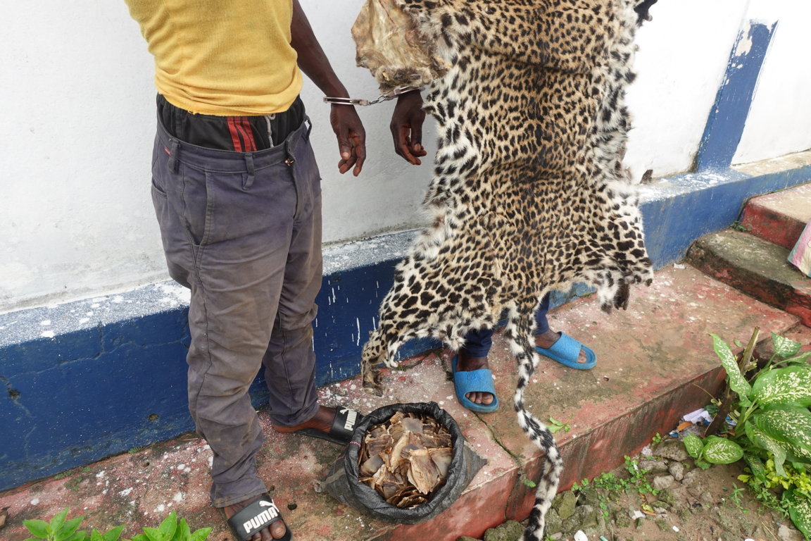 DEUX TRAFICANTS DE FAUNE SAUVAGE ÉCOPENT DE DEUX ANS DE PRISON À OWANDO