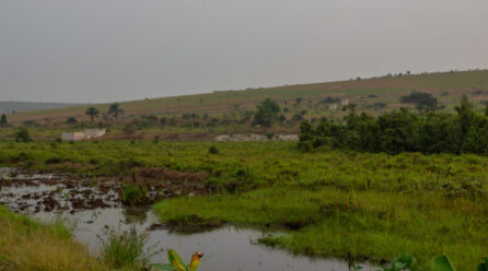LA TOURBIÈRE DE NGAMAKALA, UNE URGENCE ENVIRONNEMENTALE