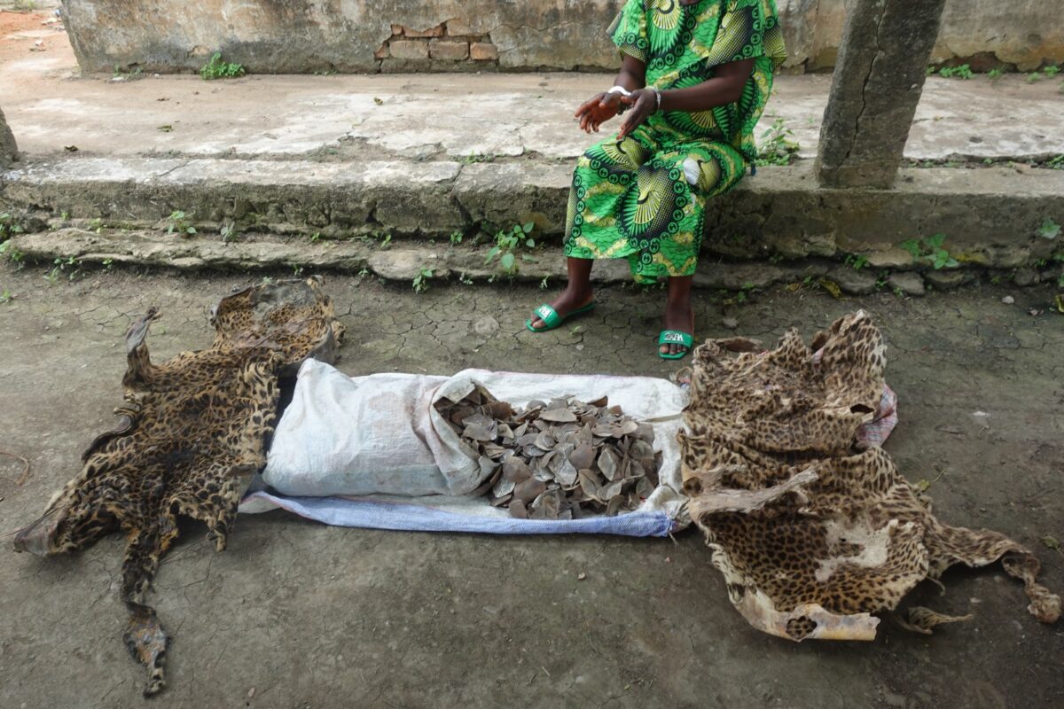 IMPFONDO : UNE DAME ARRÊTÉE POUR TRAFIC DE PEAU DE PANTHÈRE ET D’ÉCAILLES DE PANGOLIN