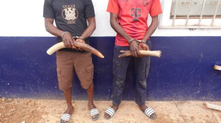 DEUX TRAFIQUANTS D’IVOIRE INTERPELLÉS À DOLISIE : QUATRE POINTES SAISIES, DEUX ÉLÉPHANTS TUÉS