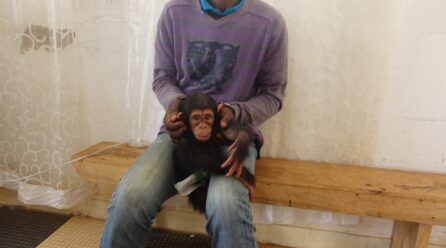 NKAYI : UN HOMME INTERPELLÉ POUR TRAFIC D’UN BÉBÉ CHIMPANZÉ