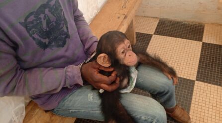 MADINGOU : UN PRÉSUMÉ TRAFIQUANT DE BÉBÉ CHIMPANZÉ FIXÉ SUR SON SORT LE 20 NOVEMBRE