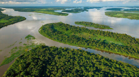 BASSIN DU CONGO : LES ÉTATS FORESTIERS MISENT SUR LES MARCHÉS CARBONE