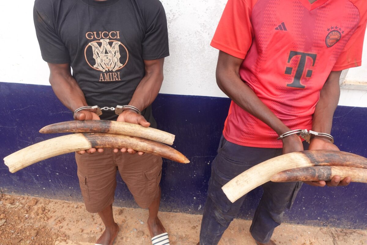 TRAFIC DE FAUNE SAUVAGE : TREIZE PRÉSUMÉS TRAFIQUANTS INTERPELLÉS AU CONGO EN 2025