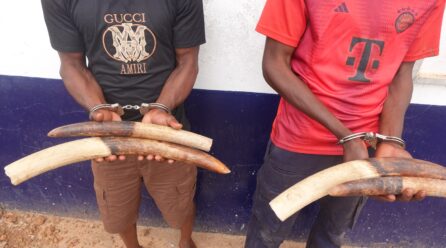 TRAFIC DE FAUNE SAUVAGE : TREIZE PRÉSUMÉS TRAFIQUANTS INTERPELLÉS AU CONGO EN 2025