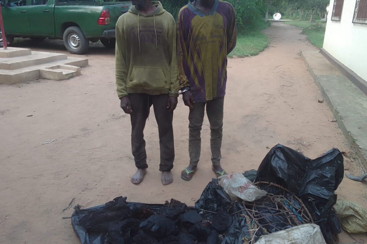 BRACONNAGE : DEUX PRÉSUMÉS TRAFIQUANTS D’HIPPOPOTAME ÉCROUÉS À BRAZZAVILLE
