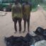 BRACONNAGE : DEUX PRÉSUMÉS TRAFIQUANTS D’HIPPOPOTAME ÉCROUÉS À BRAZZAVILLE