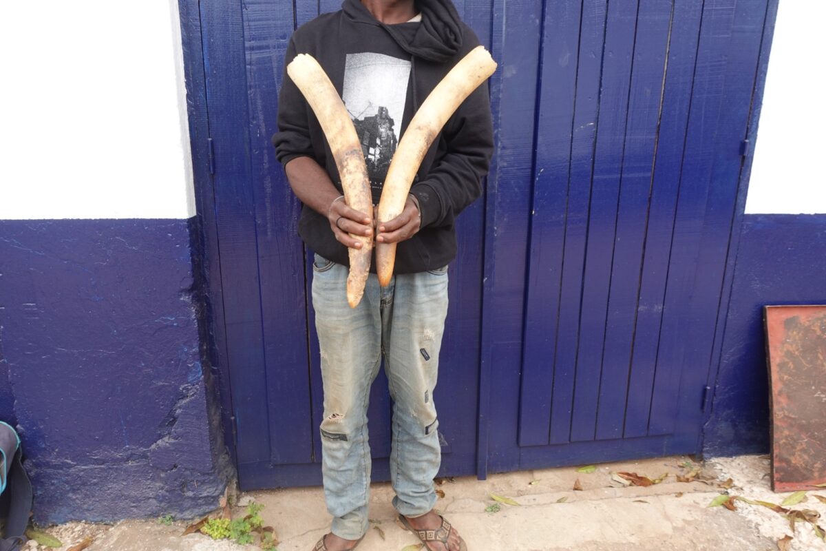 UN TRAFIQUANT PRÉSUMÉ D’IVOIRE INTERPELLÉ À DOLISIE