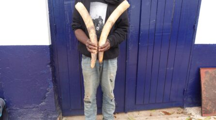 UN TRAFIQUANT PRÉSUMÉ D’IVOIRE INTERPELLÉ À DOLISIE